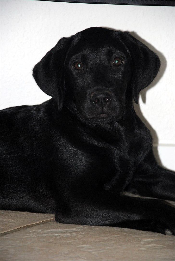 Langesø hundepension:) - En hvalp som vi passede:) vi kan bare ikke lade være med at tage sådan nogle små nogle indenfor. billedet er taget af Kathrine billede 9