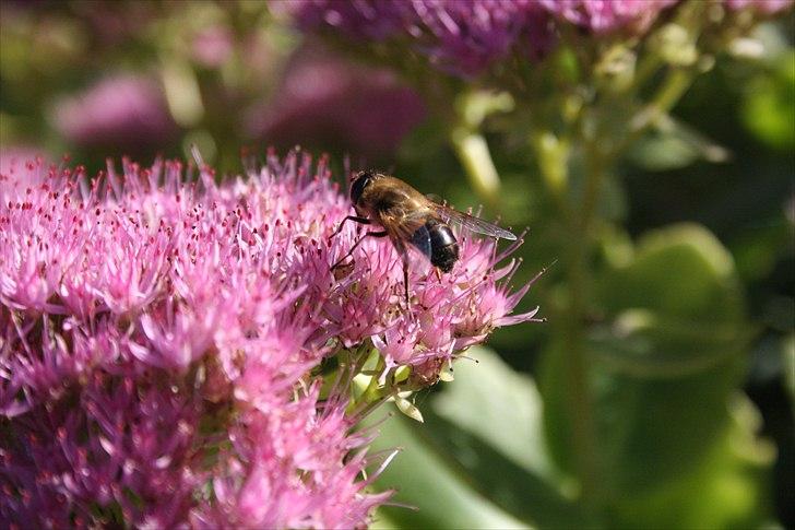 Bier & Hvepse.  billede 1