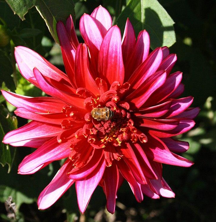 Bier & Hvepse.  billede 2