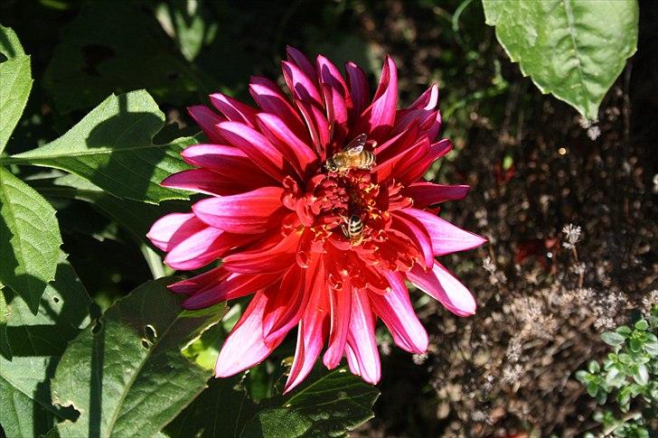 Bier & Hvepse.  billede 3