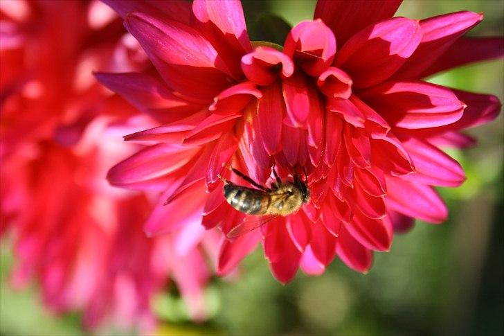 Bier & Hvepse.  billede 4