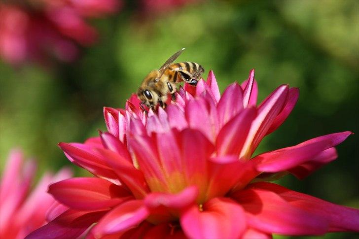 Bier & Hvepse.  billede 5