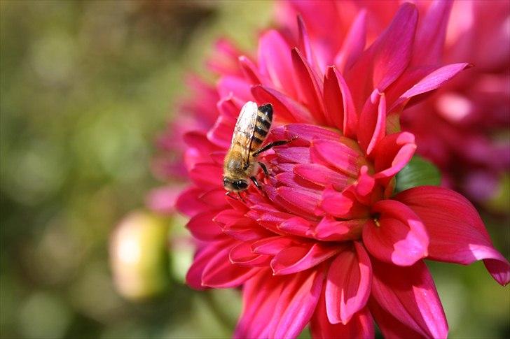 Bier & Hvepse.  billede 6