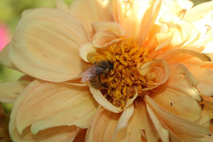 Bier & Hvepse.  billede 7