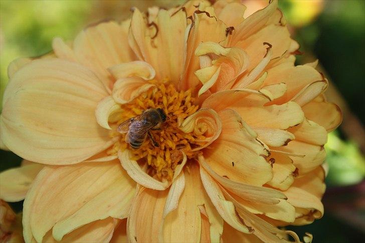 Bier & Hvepse.  billede 8