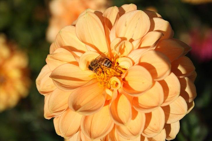 Bier & Hvepse.  billede 9