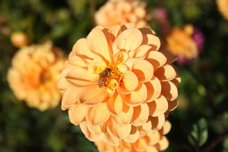 Bier & Hvepse.  billede 10