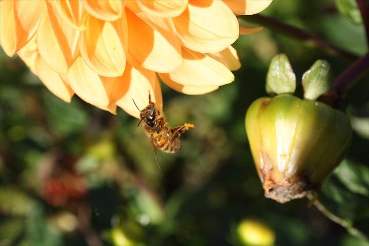 Bier & Hvepse.  billede 11