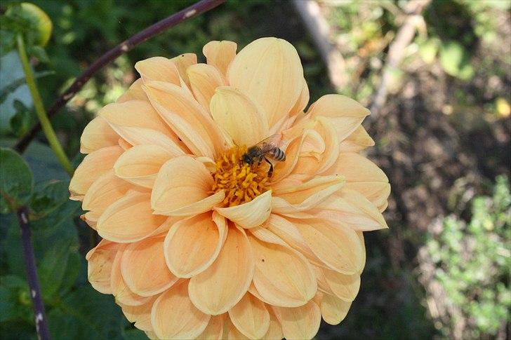 Bier & Hvepse.  billede 12