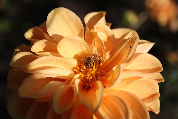 Bier & Hvepse.  billede 13