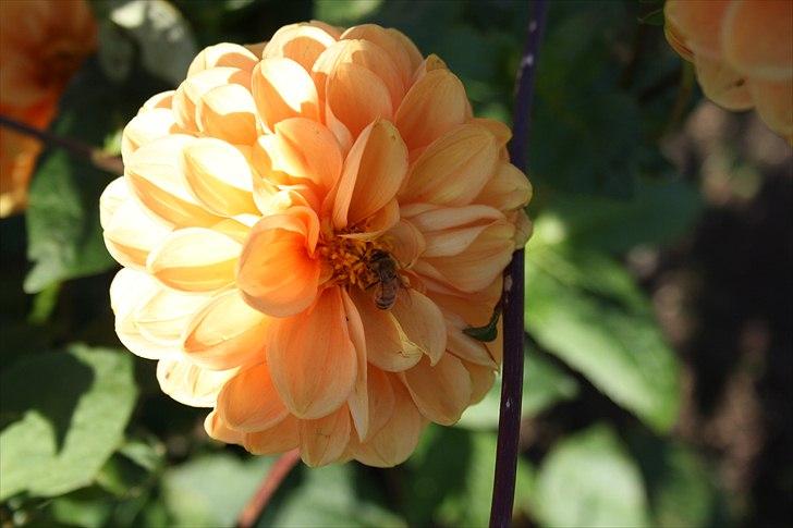 Bier & Hvepse.  billede 14