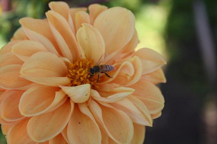 Bier & Hvepse.  billede 15