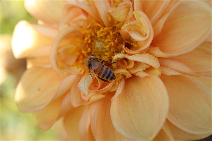 Bier & Hvepse.  billede 16