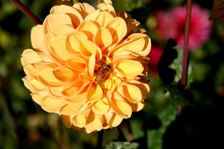 Bier & Hvepse.  billede 17