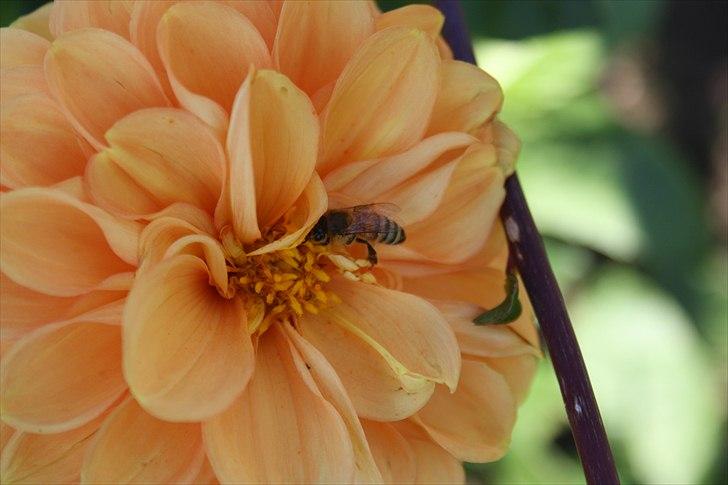 Bier & Hvepse.  billede 18