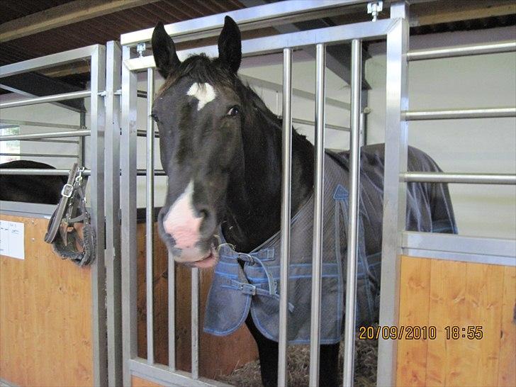 Heste på forårsvej billede 1