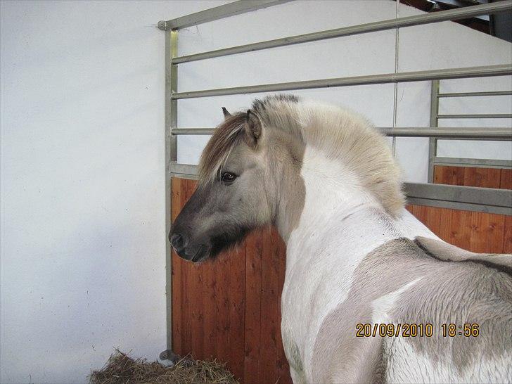 Heste på forårsvej - Aslan i sin boks billede 2