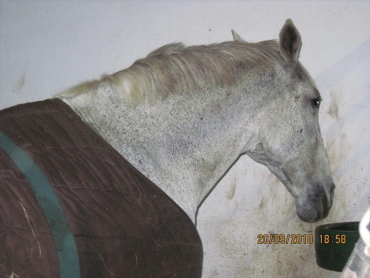 Heste på forårsvej - Zorba. Hun gad vist ikke lige blive taget bilelder af :D billede 4