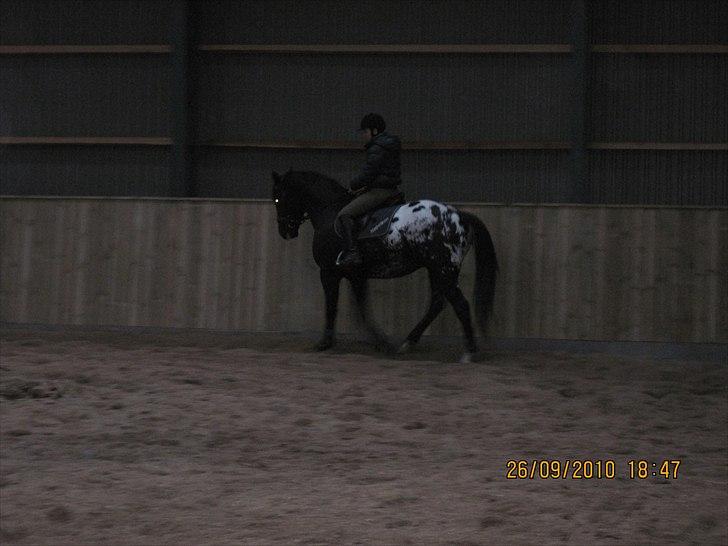 Heste på forårsvej - Dressur billede 5