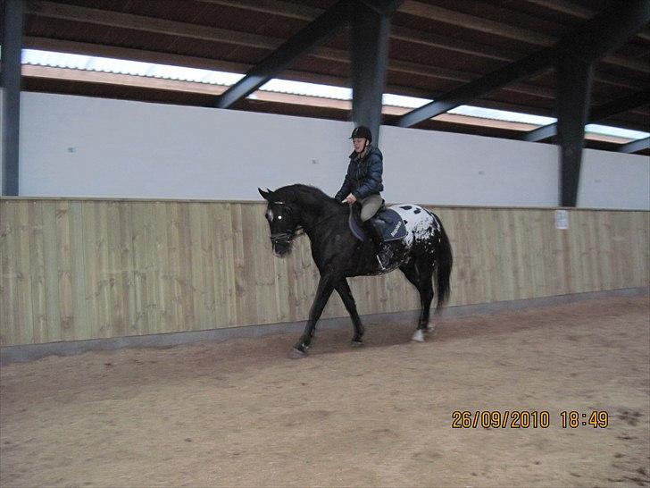 Heste på forårsvej - Dressur billede 6