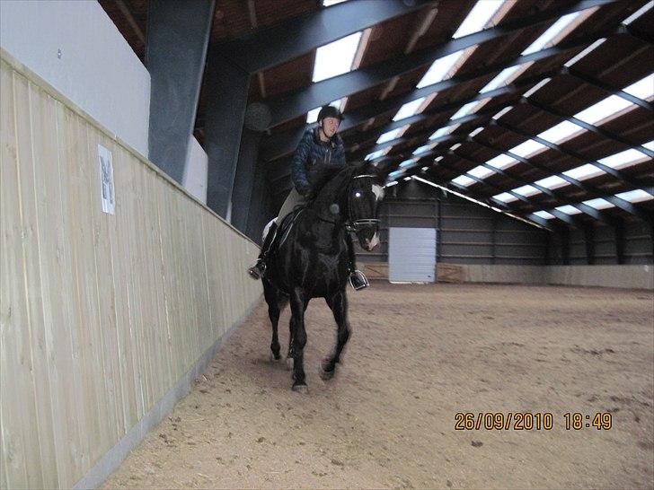 Heste på forårsvej - Dressur billede 7