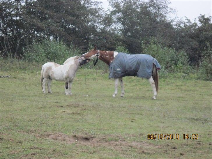 Heste på forårsvej - Hihi casino og asian der slåser for sjov på folden billede 8