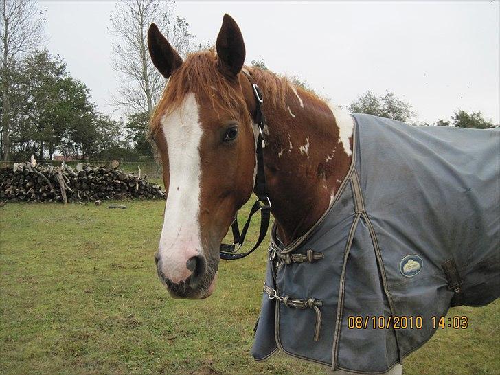Heste på forårsvej - Ja sådan et syn møder mna, når han har løbet rundt og leget på folden billede 9