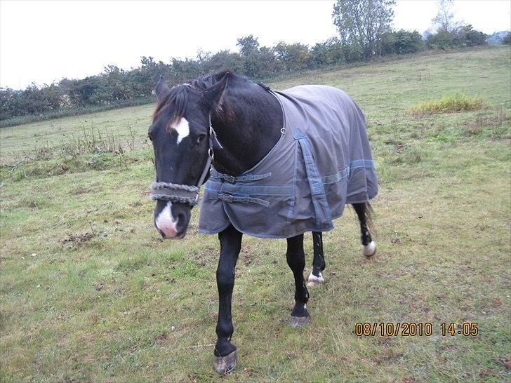 Heste på forårsvej - Man kan godt se sur ud billede 10