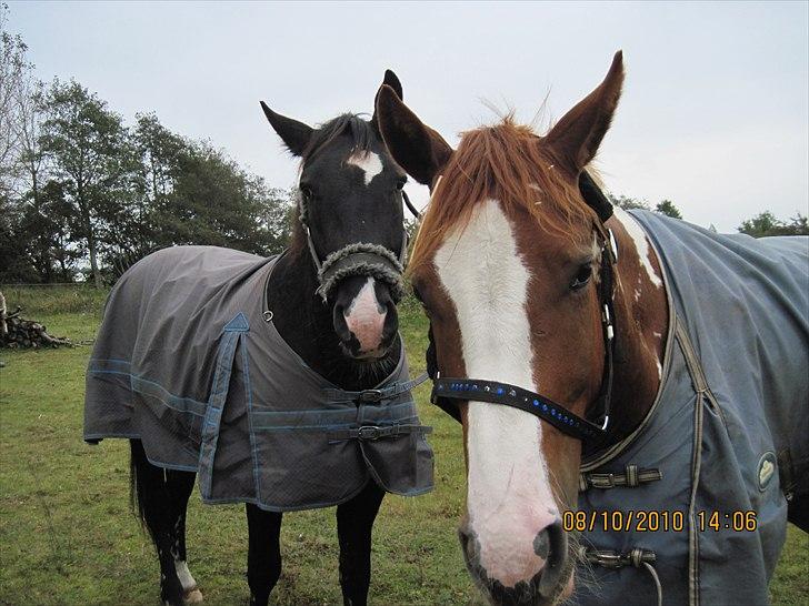 Heste på forårsvej - Hihi de er bare sååå søde billede 11