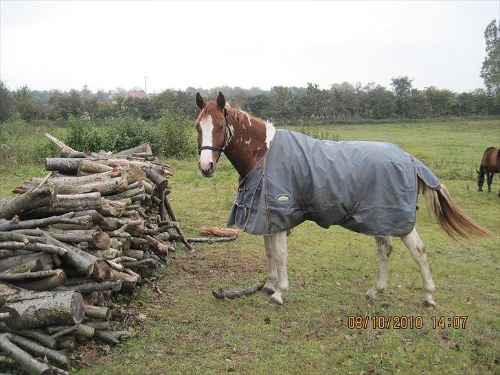 Heste på forårsvej billede 12