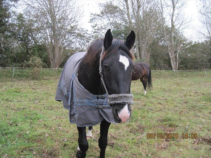 Heste på forårsvej - Napoleon billede 13