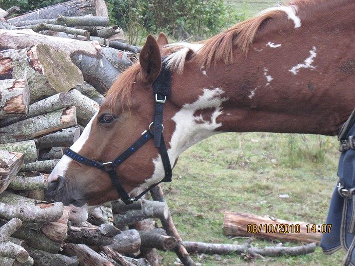 Heste på forårsvej - Casino der spiser bark billede 14