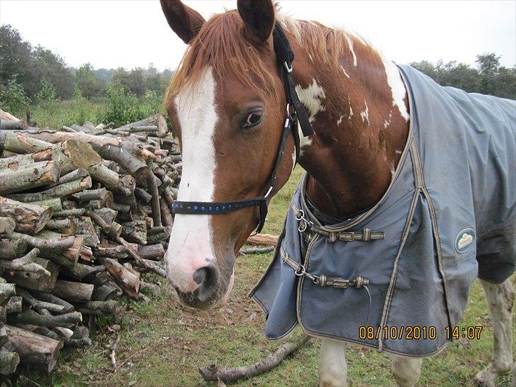 Heste på forårsvej - Smukke hest billede 15