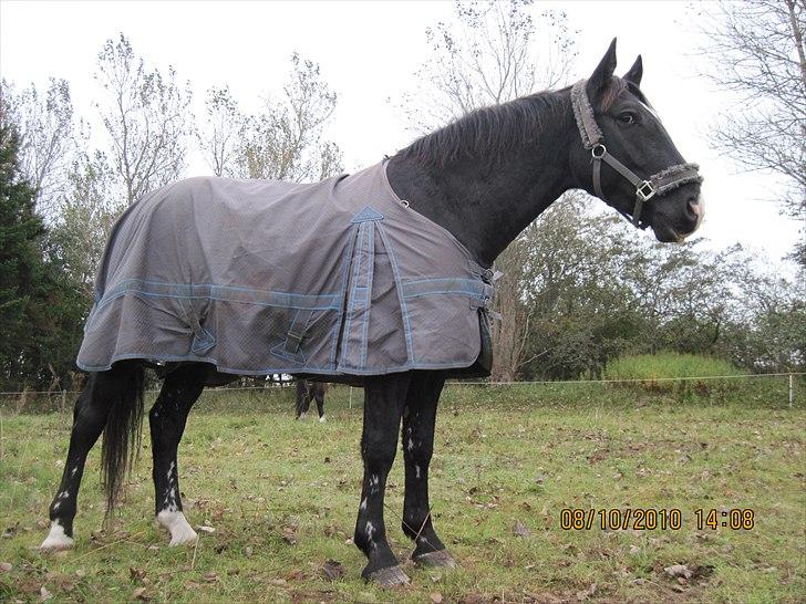 Heste på forårsvej - Opstillings billed billede 16