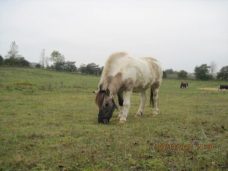 Heste på forårsvej - Uhhh mad billede 17