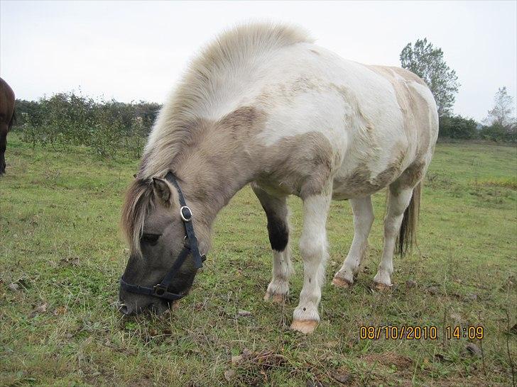 Heste på forårsvej - Mere mad billede 18