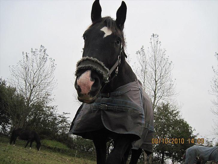 Heste på forårsvej - Uhh hvem er det der sider på jorden billede 19