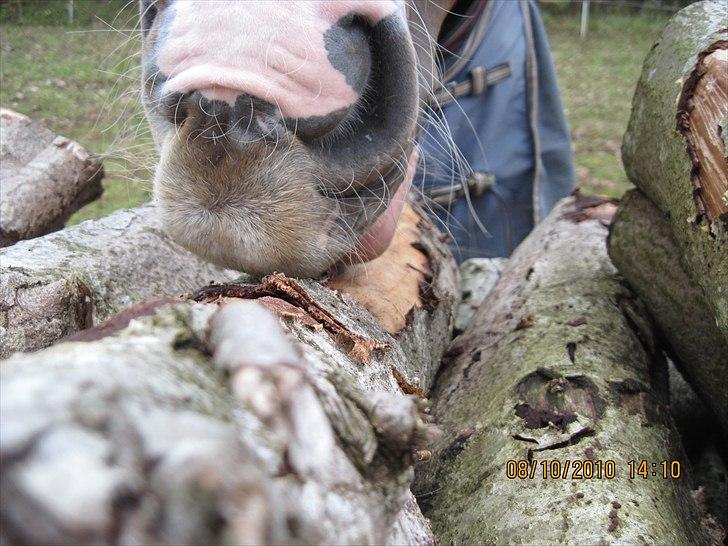 Heste på forårsvej - Casino spiser bark billede 20