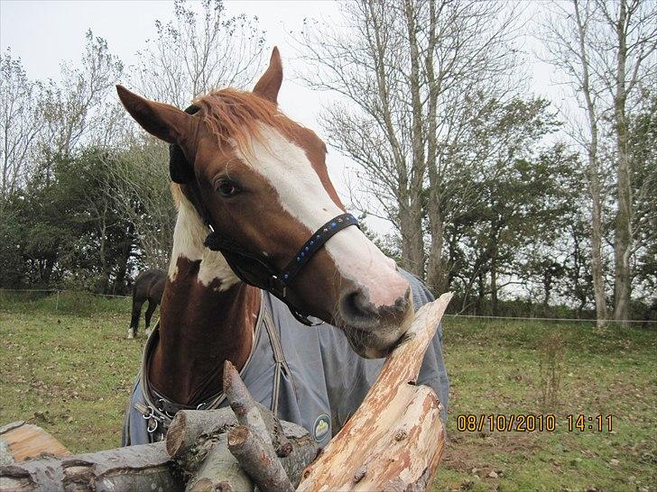 Heste på forårsvej - Uhm træ billede 21