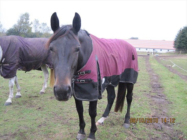 Heste på forårsvej billede 22