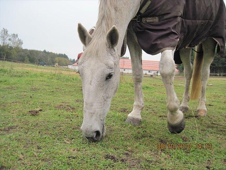 Heste på forårsvej - Zorba spiser græs billede 23