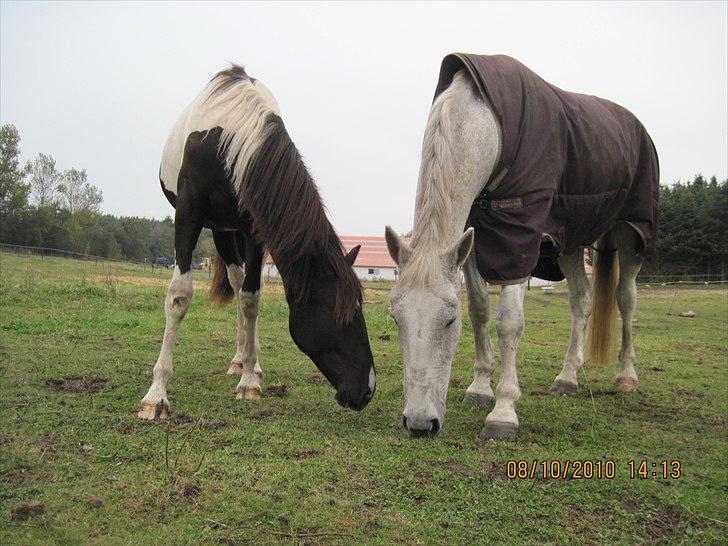 Heste på forårsvej - Nala og zorba billede 24