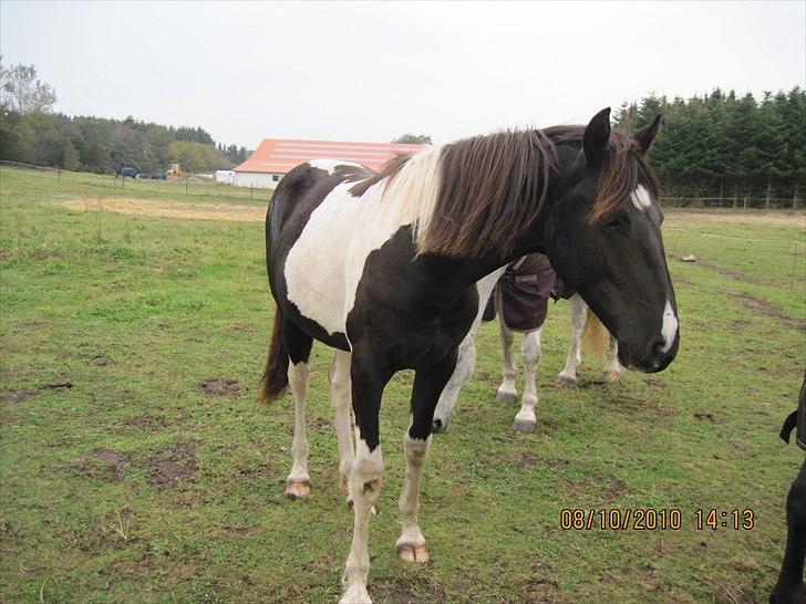 Heste på forårsvej - Søde nala billede 25