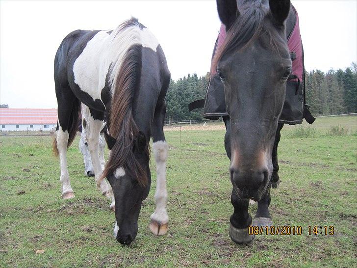 Heste på forårsvej - Nale og lopsen billede 26