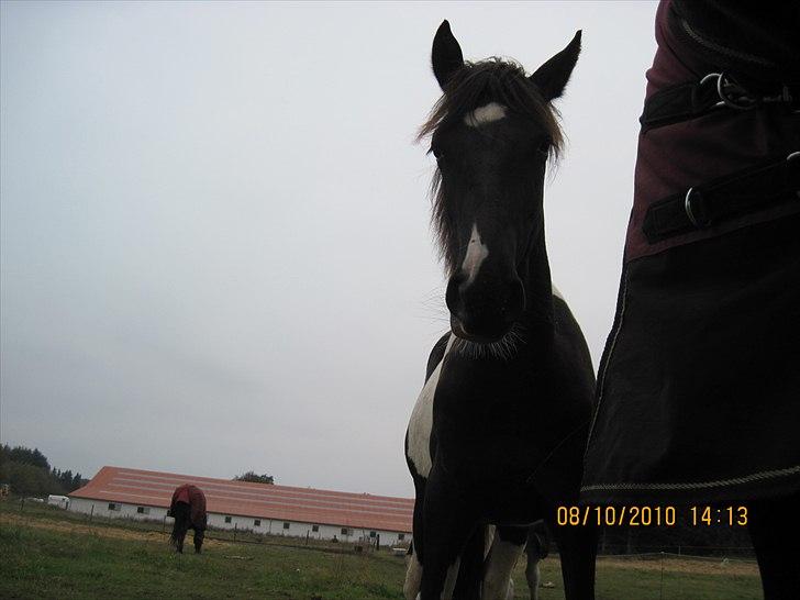 Heste på forårsvej - Nala billede 27