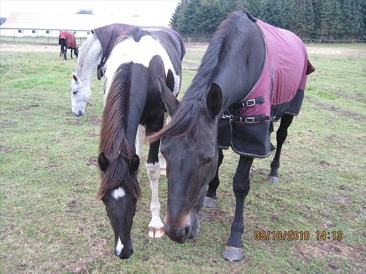 Heste på forårsvej - Lopsen og nala på fold billede 28