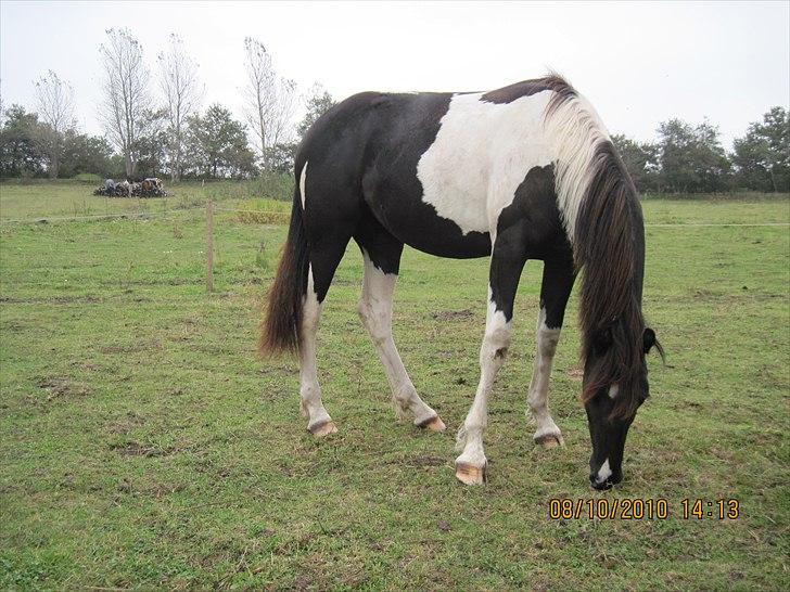 Heste på forårsvej - Nala billede 29