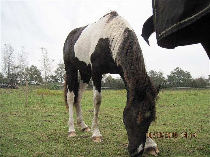 Heste på forårsvej - Nala billede 30