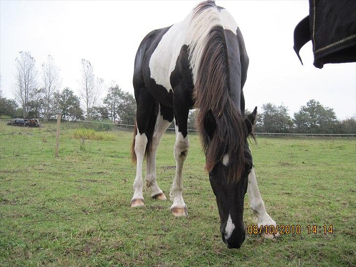 Heste på forårsvej - Nala billede 31