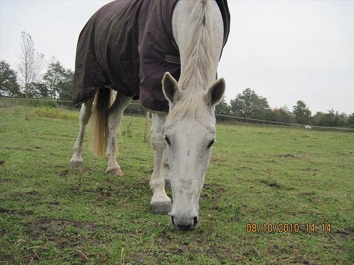 Heste på forårsvej - Zorba billede 32